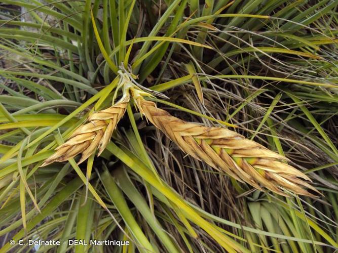 <i>Tillandsia fasciculata</i> Sw., 1788 © C. Delnatte - DEAL Martinique