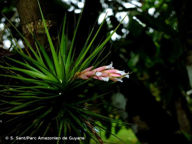 <i>Tillandsia tenuifolia</i> L., 1753 © S. Sant/Parc Amazonien de Guyane