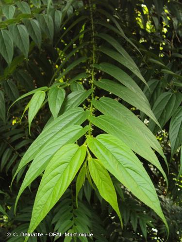 <i>Trema micrantha</i> (L.) Blume, 1856 © C. Delnatte - DEAL Martinique