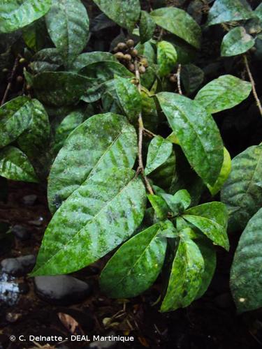 <i>Trichilia pallida</i> Sw., 1788 © C. Delnatte - DEAL Martinique