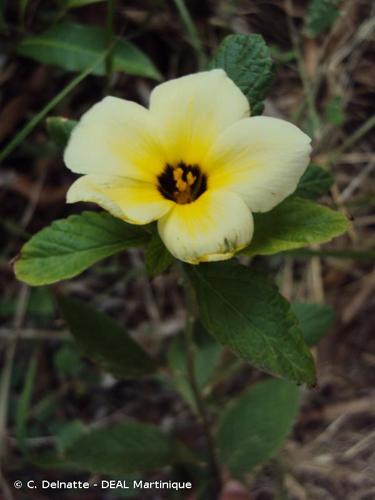 <i>Turnera subulata</i> Sm., 1817 © C. Delnatte - DEAL Martinique