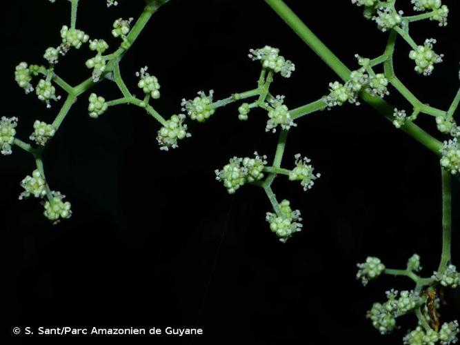 <i>Urera caracasana</i> (Jacq.) Gaudich. ex Griseb., 1859 © S. Sant/Parc Amazonien de Guyane