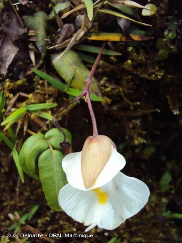 <i>Utricularia alpina</i> Jacq., 1760 © C. Delnatte - DEAL Martinique