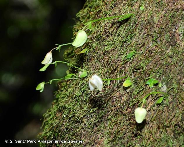 <i>Utricularia jamesoniana</i> Oliv., 1860 © S. Sant/ Parc Amazonien de Guyane