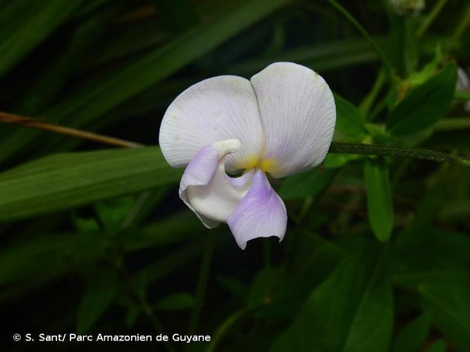 <i>Vigna vexillata</i> (L.) A.Rich., 1841 © S. Sant/ Parc Amazonien de Guyane