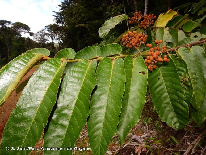 <i>Virola sebifera</i> Aubl., 1775 © S. Sant/Parc Amazonien de Guyane