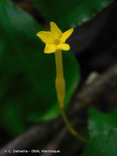 <i>Voyria aphylla</i> (Jacq.) Pers., 1805 © C. Delnatte - DEAL Martinique