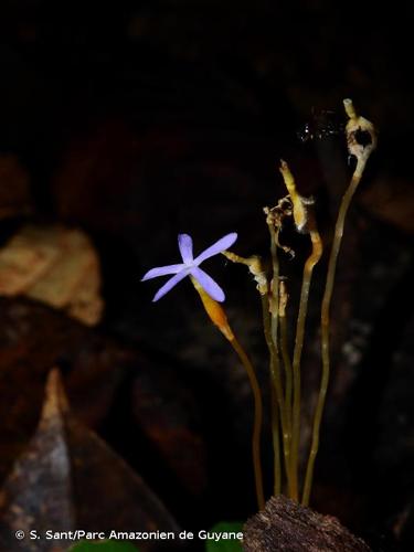 <i>Voyria tenella</i> Guilding ex Hook., 1829 © S. Sant/Parc Amazonien de Guyane