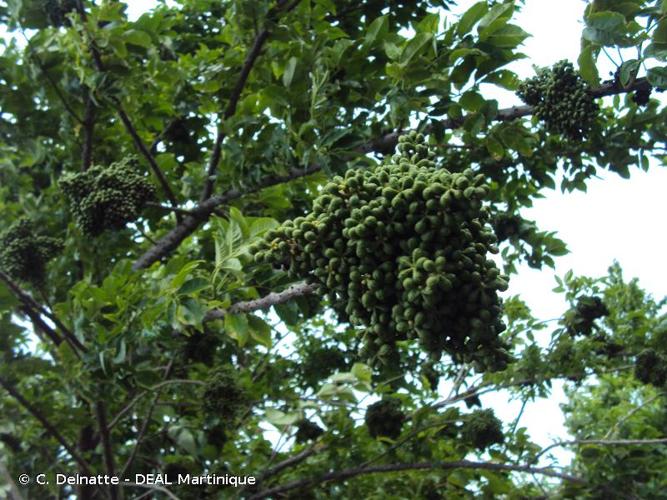 <i>Zanthoxylum caribaeum</i> Lam., 1786 © C. Delnatte - DEAL Martinique