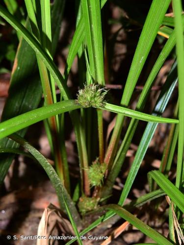 <i>Diplacrum capitatum</i> (Willd.) Boeckeler, 1874 © S. Sant/Parc Amazonien de Guyane