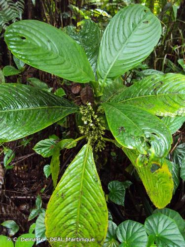 <i>Notopleura discolor</i> (Griseb.) C.M.Taylor, 2001 © C. Delnatte - DEAL Martinique