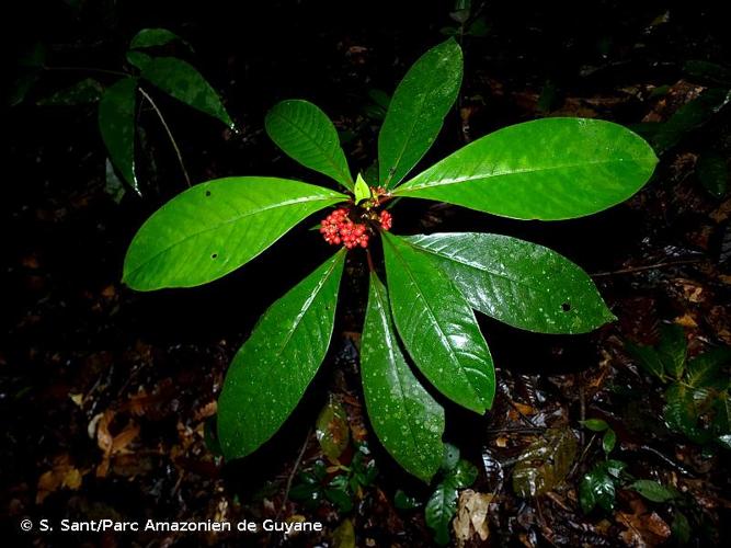 <i>Notopleura uliginosa</i> (Sw.) Bremek., 1934 © S. Sant/Parc Amazonien de Guyane