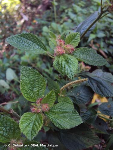 <i>Acalypha aristata</i> Kunth, 1817 © C. Delnatte - DEAL Martinique