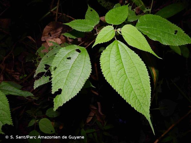 <i>Boehmeria cylindrica</i> (L.) Sw., 1788 © S. Sant/Parc Amazonien de Guyane