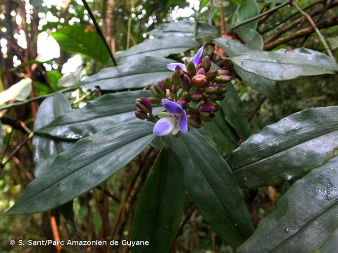 <i>Dichorisandra hexandra</i> (Aubl.) C.B.Clarke, 1902 © S. Sant/Parc Amazonien de Guyane