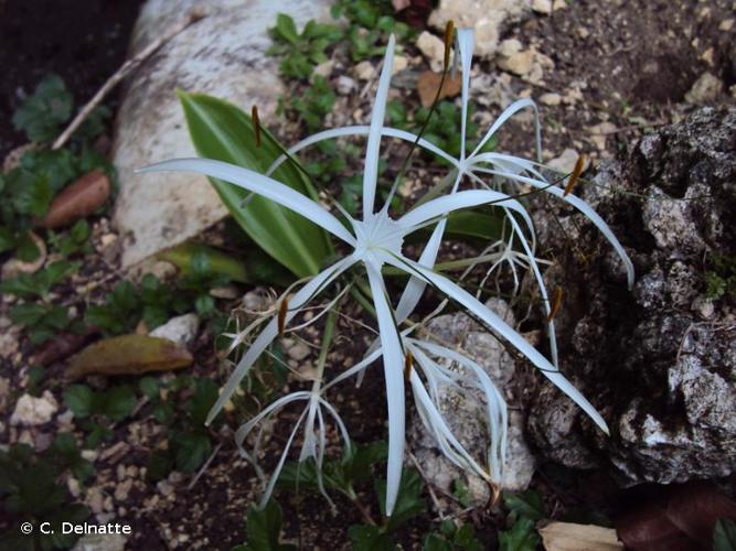 <i>Hymenocallis caribaea</i> (L.) Herb., 1821 © C. Delnatte