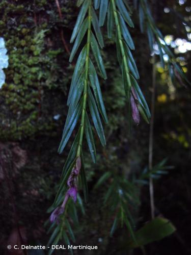 <i>Isochilus linearis</i> (Jacq.) R.Br., 1813 © C. Delnatte - DEAL Martinique