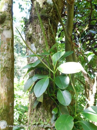 <i>Peperomia magnoliifolia</i> (Jacq.) A.Dietr., 1831 © César Delnatte - ONF Martinique