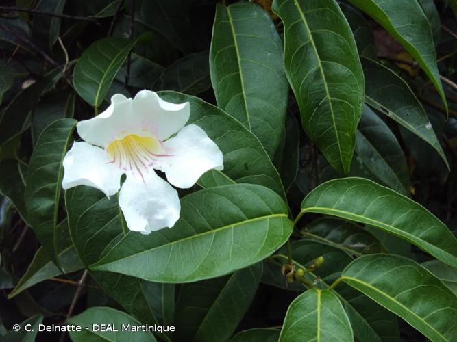 <i>Bignonia aequinoctialis</i> L., 1753 © C. Delnatte - DEAL Martinique