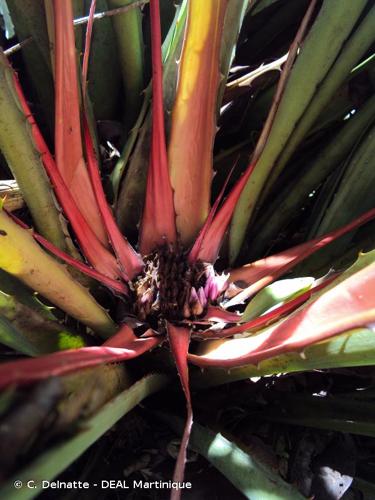 <i>Bromelia plumieri</i> (É.Morren) L.B.Sm., 1967 © C. Delnatte - DEAL Martinique