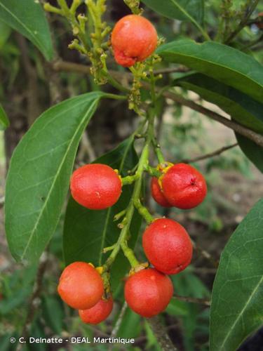 <i>Bunchosia polystachia</i> (Andrews) DC., 1824 © C. Delnatte - DEAL Martinique