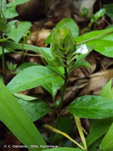 <i>Ruellia blechum</i> L., 1759 © C. Delnatte - DEAL Martinique