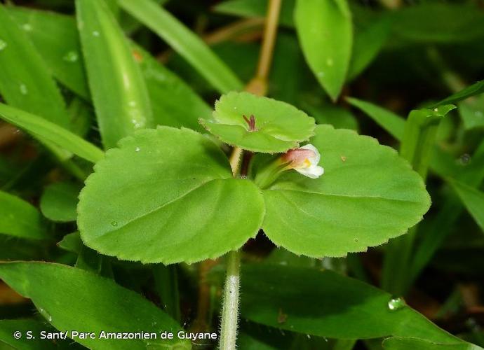 <i>Vandellia diffusa</i> L., 1767 © S. Sant/ Parc Amazonien de Guyane