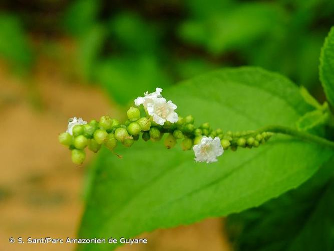 <i>Varronia curassavica</i> Jacq., 1760 © S. Sant/Parc Amazonien de Guyane