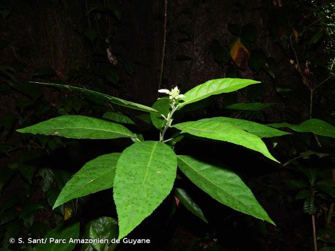 <i>Pavonia fruticosa</i> (Mill.) Fawc. & Rendle, 1926 © S. Sant/ Parc Amazonien de Guyane