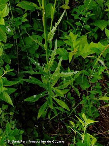 <i>Erechtites hieraciifolius</i> (L.) Raf. ex DC., 1838 © S. Sant/Parc Amazonien de Guyane