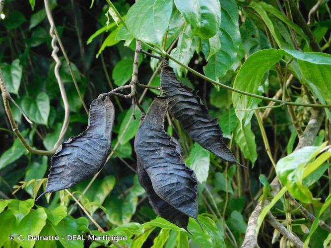 <i>Mucuna urens</i> (L.) Medik., 1787 © C. Delnatte - DEAL Martinique