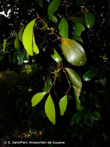 <i>Phoradendron crassifolium</i> (Pohl ex DC.) Eichler, 1868 © S. Sant/Parc Amazonien de Guyane