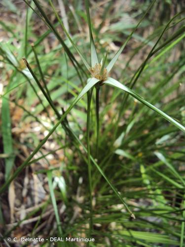 <i>Rhynchospora ciliata</i> (G.Mey.) Kük., 1921 © C. Delnatte - DEAL Martinique