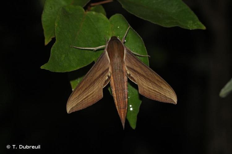 <i>Xylophanes tersa</i> (Linnaeus, 1771) © T. Dubreuil