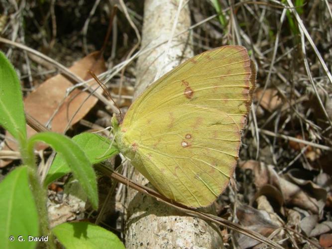 <i>Phoebis sennae</i> (Linnaeus, 1758) © G. David