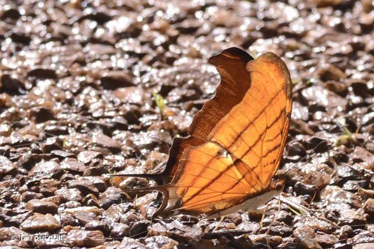 <i>Marpesia petreus</i> (Cramer, 1776) © J. Touroult