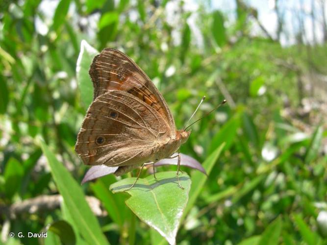 <i>Junonia genoveva</i> (Cramer, 1780) © G. David