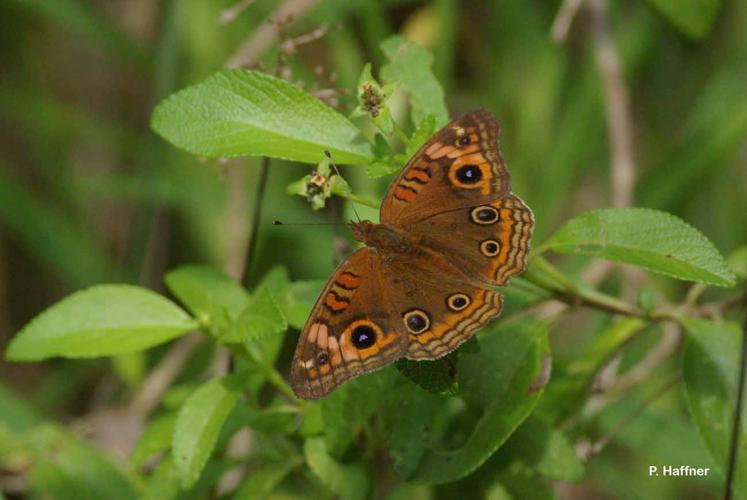 <i>Junonia evarete</i> (Cramer, 1779) © P. Haffner