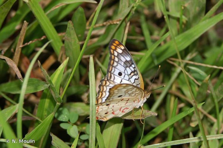 <i>Anartia jatrophae</i> (Linnaeus, 1763) © N. Moulin