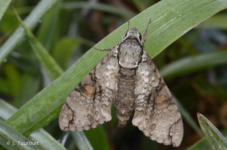 <i>Manduca rustica rustica</i> (Fabricius, 1775) © J. Touroult