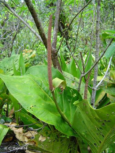 <i>Anthurium jenmanii</i> Engl., 1905 © C. Delnatte