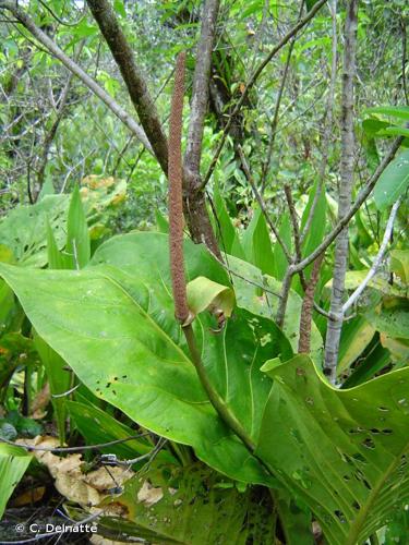 <i>Anthurium jenmanii</i> Engl., 1905 © C. Delnatte