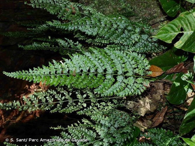 <i>Asplenium cuneatum</i> Lam., 1786 © S. Sant/ Parc Amazonien de Guyane