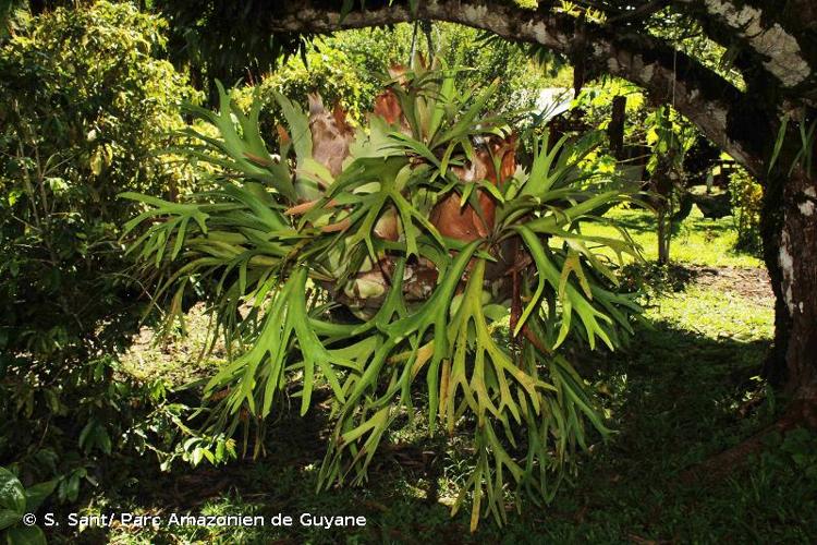 <i>Platycerium bifurcatum</i> (Cav.) C.Chr., 1906 © S. Sant/ Parc Amazonien de Guyane