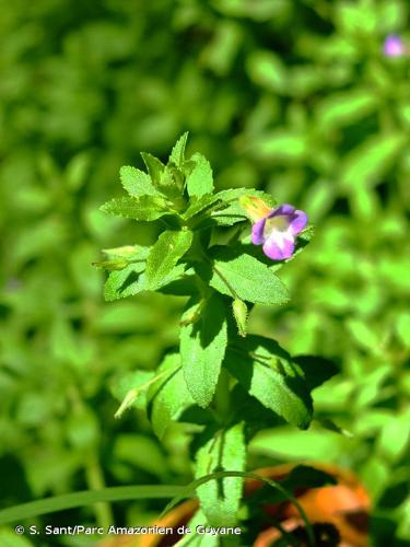 <i>Limnophila aromatica</i> (Lam.) Merr., 1917 © S. Sant/Parc Amazonien de Guyane