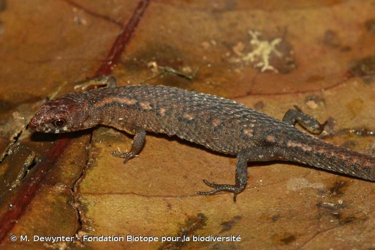 <i>Amapasaurus tetradactylus</i> Cunha, 1970 © M. Dewynter - Fondation Biotope pour la biodiversité