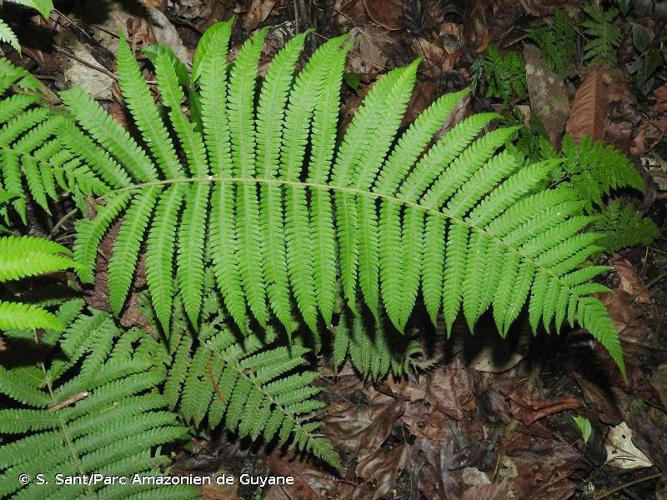 <i>Christella hispidula</i> (Decne.) Holttum, 1976 © S. Sant/Parc Amazonien de Guyane