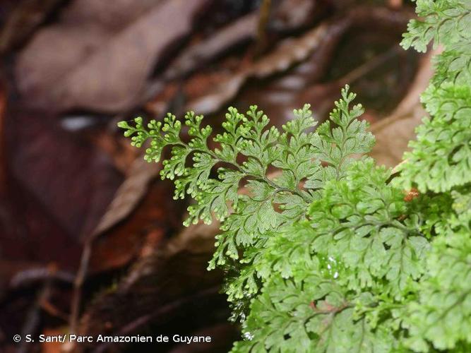 <i>Hymenophyllum polyanthos</i> (Sw.) Sw., 1801 © S. Sant/ Parc Amazonien de Guyane