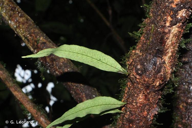 <i>Microgramma lycopodioides</i> (L.) Copel., 1947 © G. Léotard