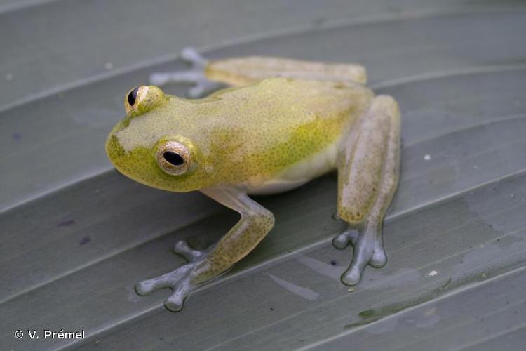 <i>Hyalinobatrachium kawense</i> Castroviejo-Fisher, Vilà, Ayarzagüena, Blanc & Ernst, 2011 © V. Prémel